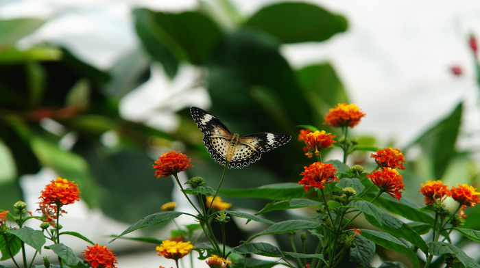 macro, flowers, butterfly, photo