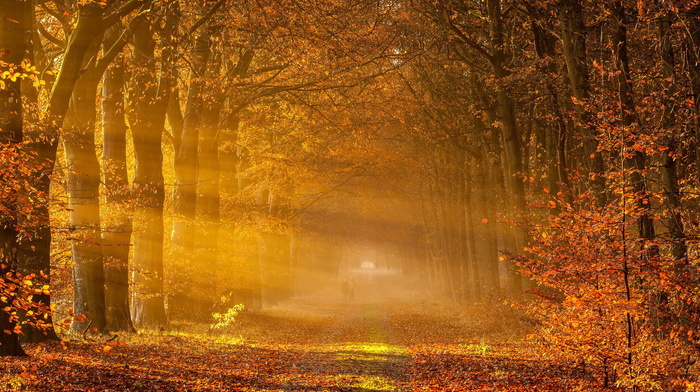 landscape, road, mist, autumn