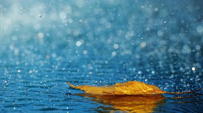 drops, water, rain, beauty, leaf, macro, autumn