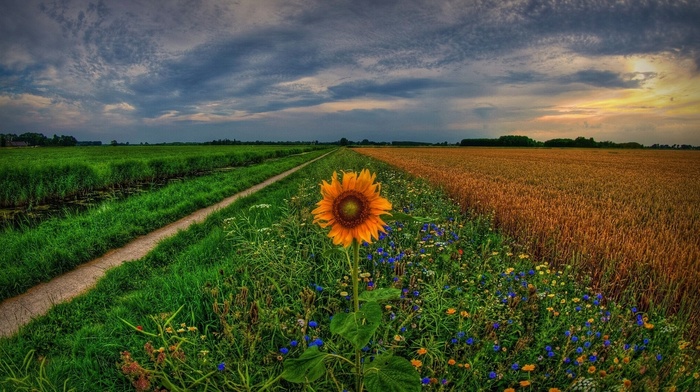 field, sunset, flowers, wheat, nature, sky