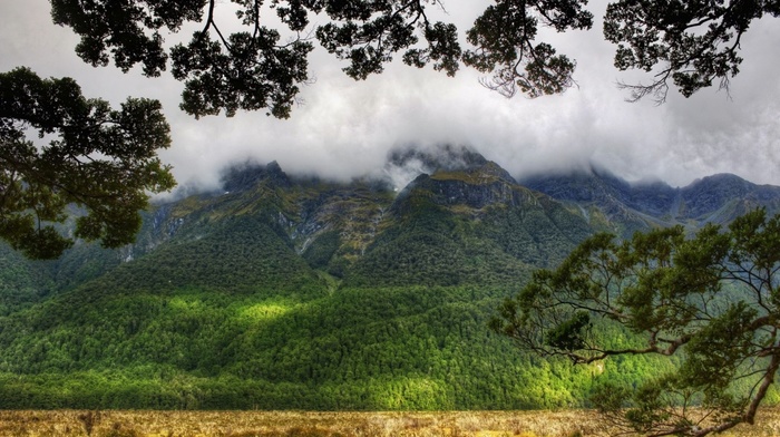 forest, nature, mountain