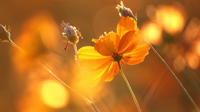 beauty, background, macro, flowers, Sun