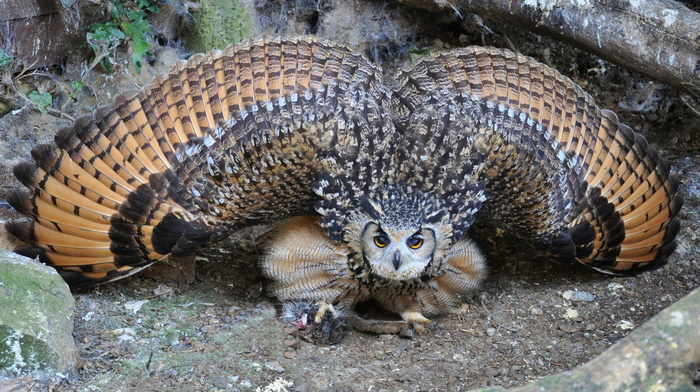 beauty, feathers, animals, eyes, pose, wings, sight