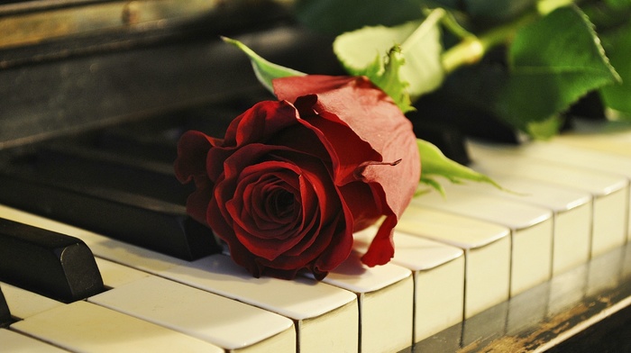 music, rose