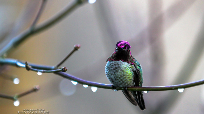 macro, bird