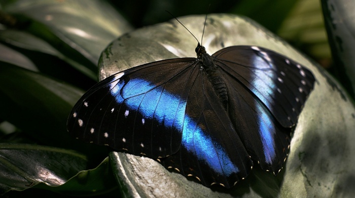 macro, butterfly, black, blue, beauty