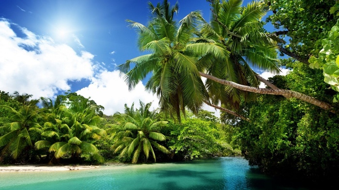 palm trees, sea, nature, tropics, Sun, ocean