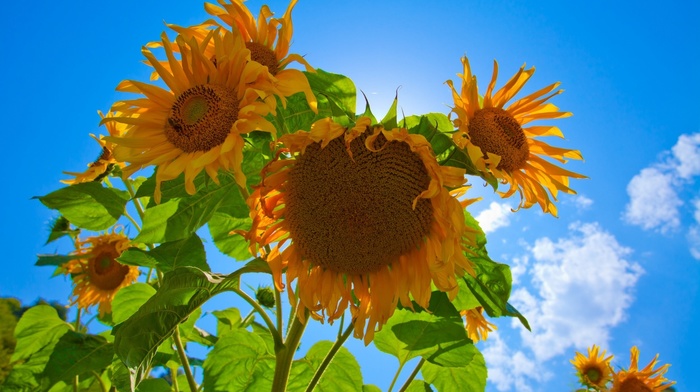 Sun, flowers, sky