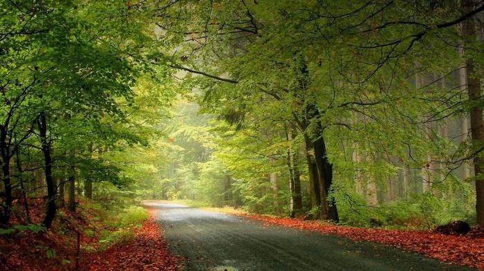 road, beauty, forest, trees, greenery, nature