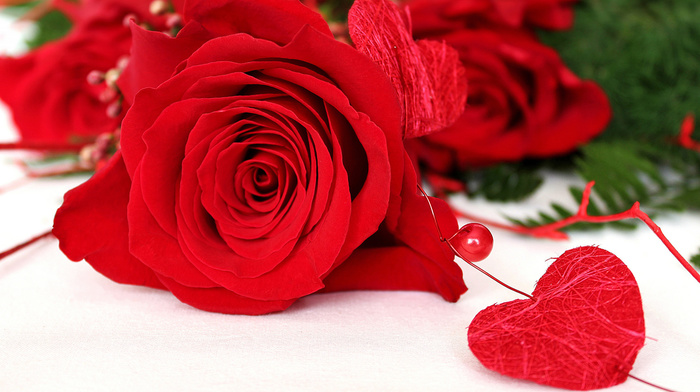 heart, macro, love, white background, flowers, rose