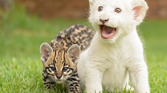 animals