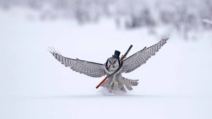 owl, winter, humor, snow