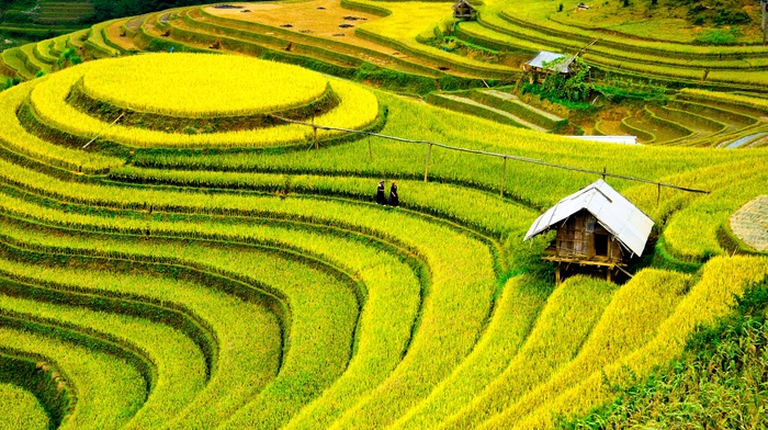 field, nature, China, people