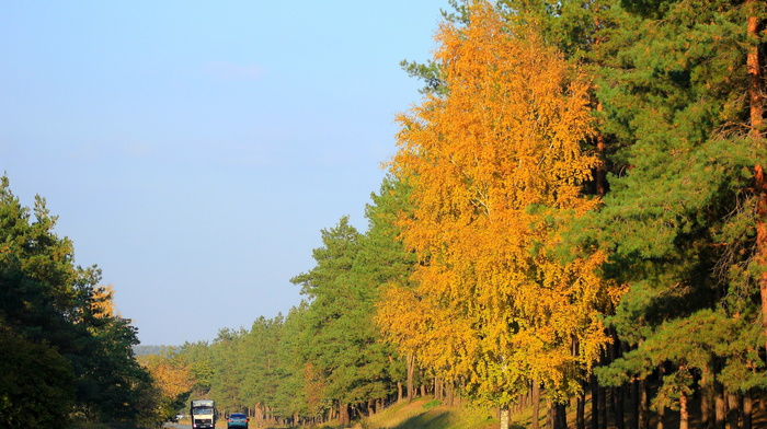 road, leaves, autumn, tree