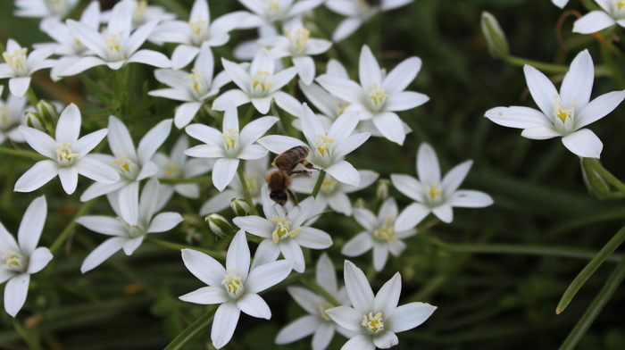 beautiful, flowers