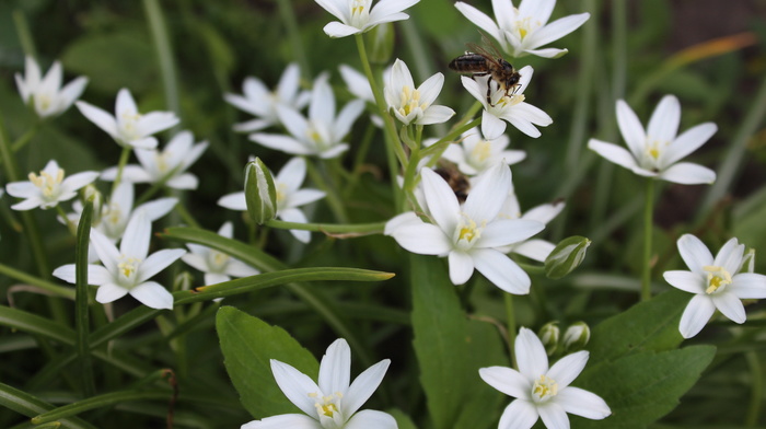 flowers, beautiful