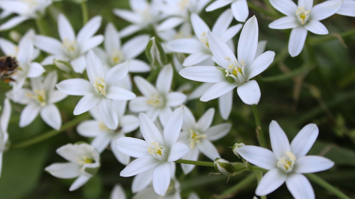 beautiful, flowers