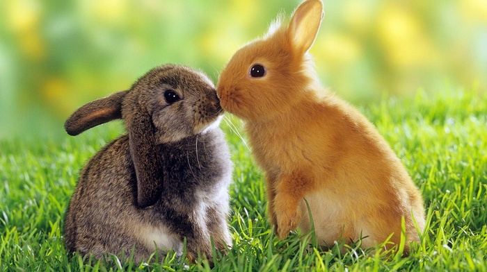 animals, rabbits, grass