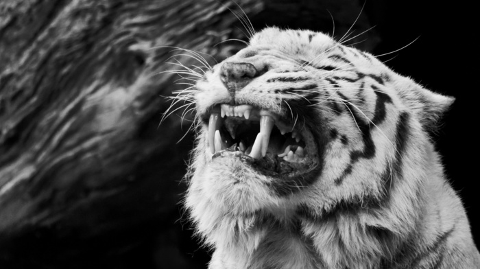 animals