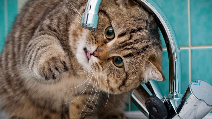 animals, cat, faucets