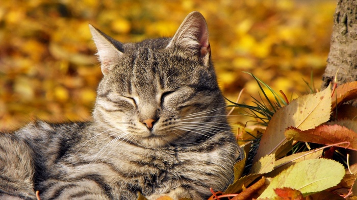 muzzle, cat, sleeping, beauty, mustache, ears, animals, autumn, leaves