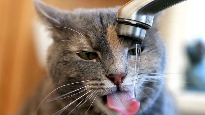 cat, faucets, water