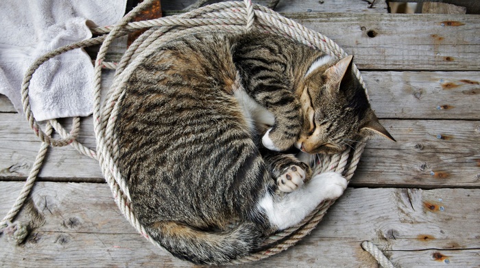 animals, wooden surface, sleeping, cat, ropes