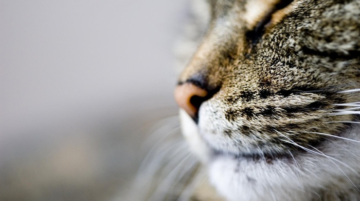 cat, macro