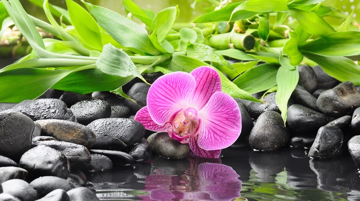flowers, leaves, creative, water, nature, stones, reflection