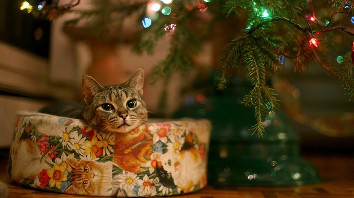 Christmas, cat, animals