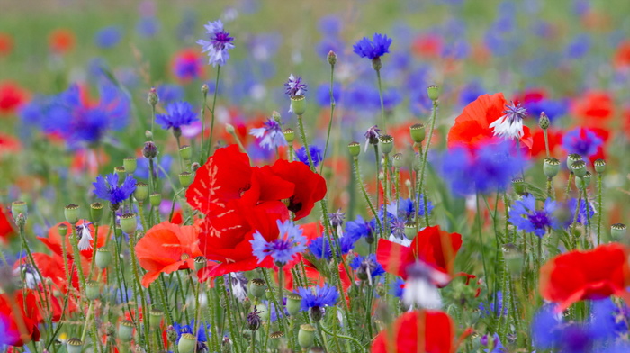 flowers, poppies, nature, summer