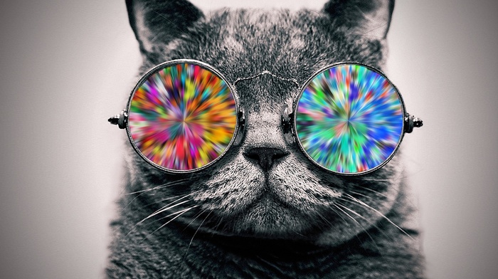 glasses, animals, cat, selective coloring