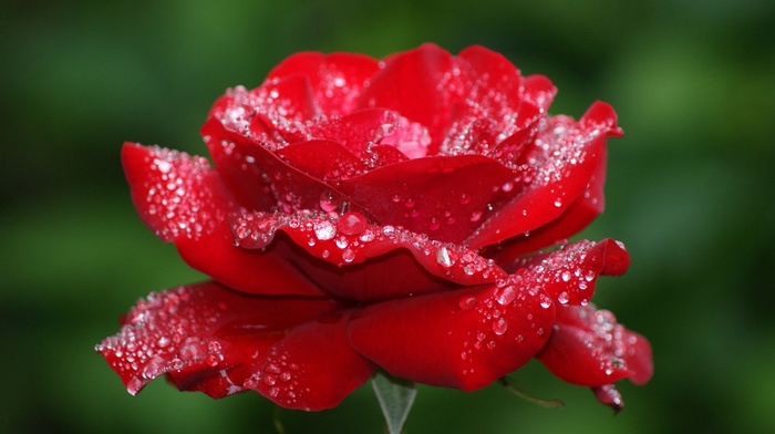 flowers, flower, dew, background, nature, drops, rose, macro, photo