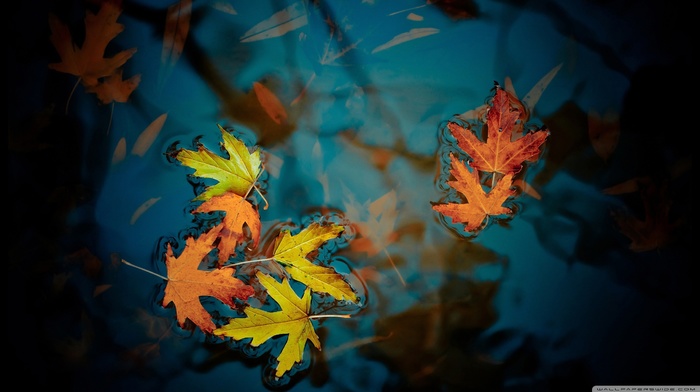 water, leaves, nature