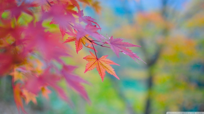 macro, leaves, nature