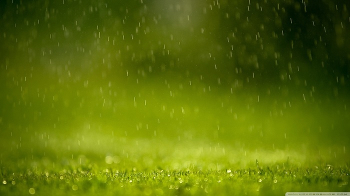 macro, grass, water drops, nature