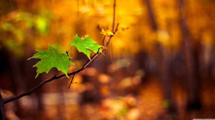 leaves, macro, nature, blurred