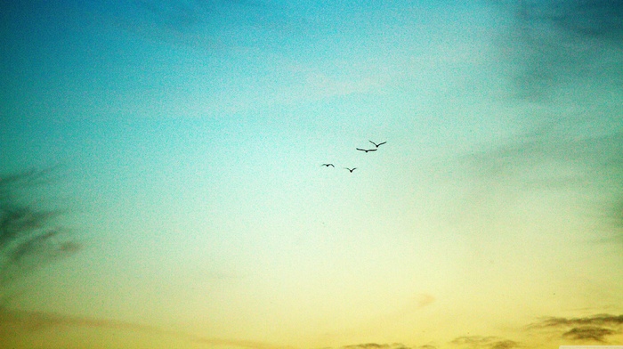 sky, birds, nature