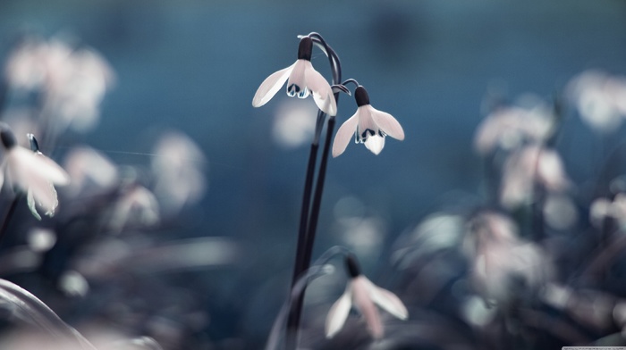 flowers, nature