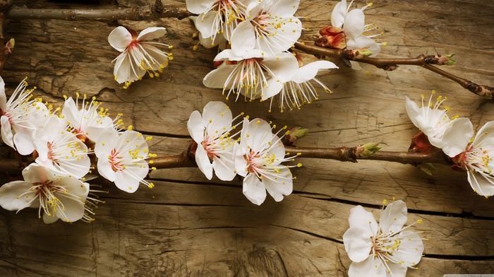 nature, flowers