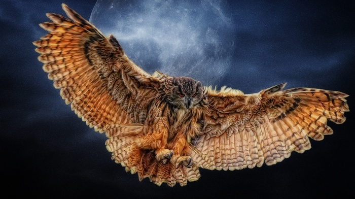 wings, fly, night, nature, moon, animals, owl, background