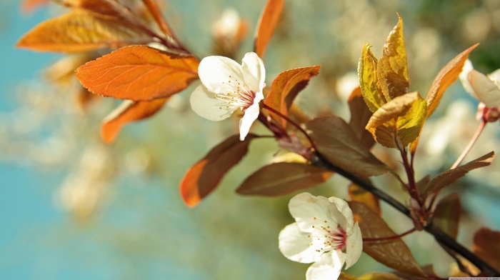 flowers, nature