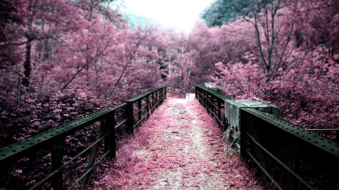 pink, blurred, path, nature, trees