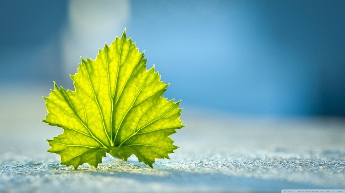 leaves, nature, macro