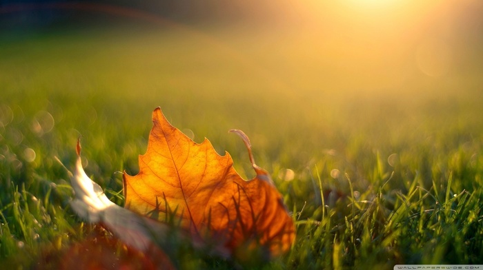 macro, leaves, grass, nature