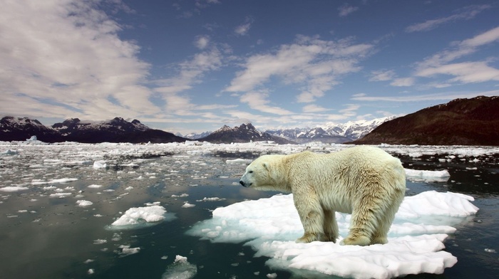 mountain, animals, ocean