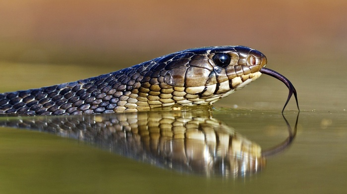 beauty, animals, snake, water, eyes, reflection