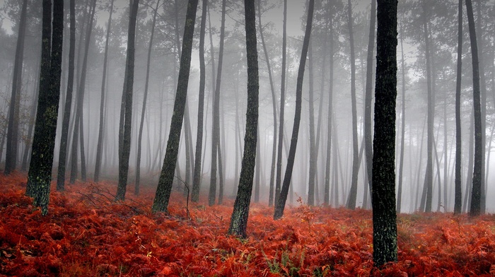 mist, nature, forest, landscape