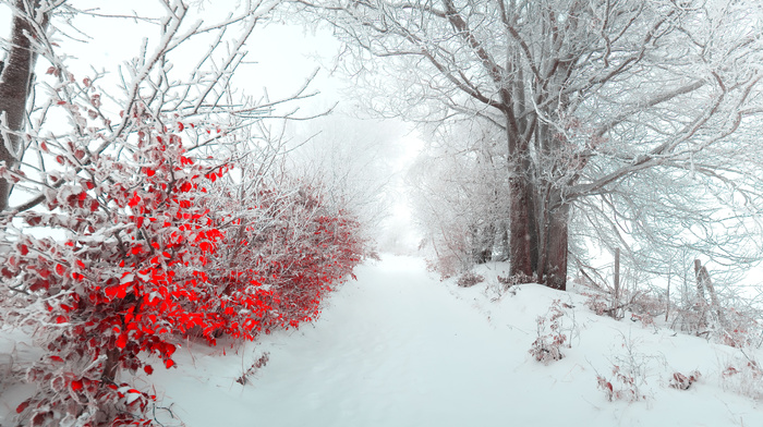 road, winter, trees