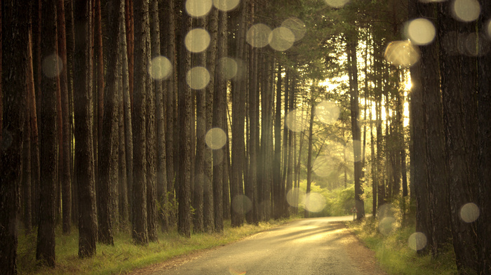 light, nature, forest, sunset, road, evening, pine trees, highlights